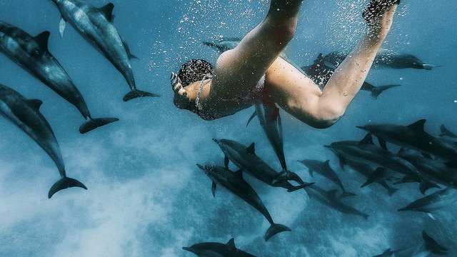 Swimming With Dolphins