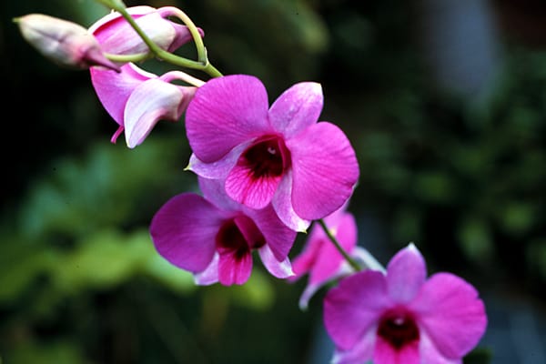 Cooktown Orchid