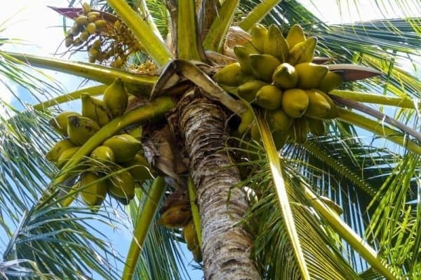 Coconut Festival