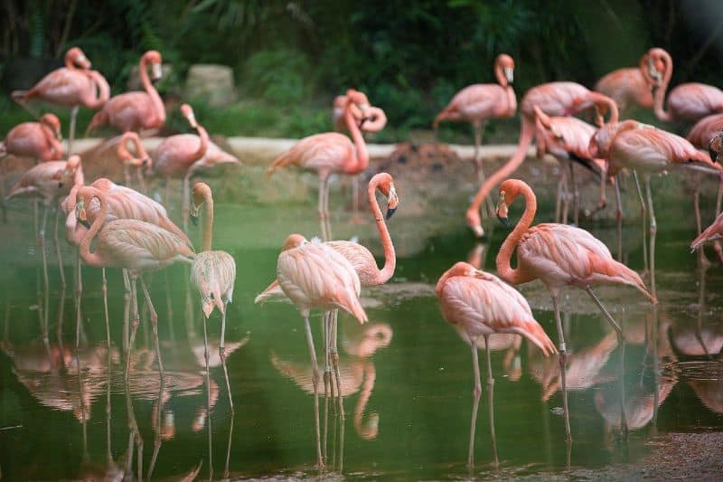 Flamingos S'Ena Arrubia