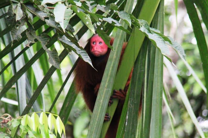 Iquitos Jungle
