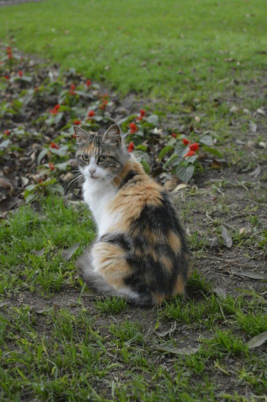 Kennedy Park Cat