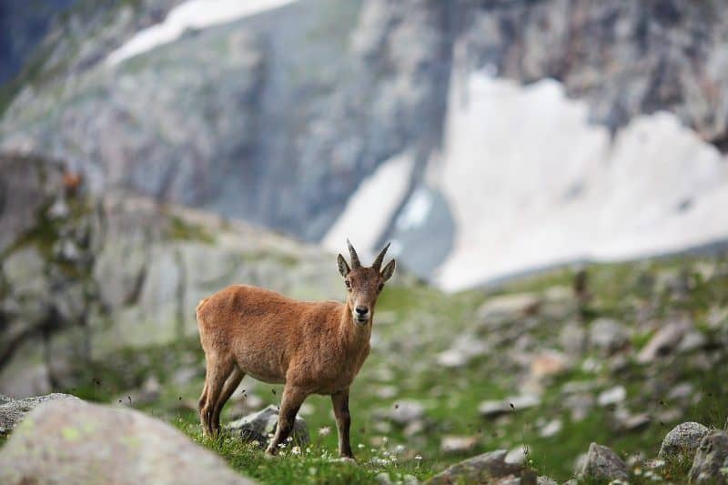 Hike Animal