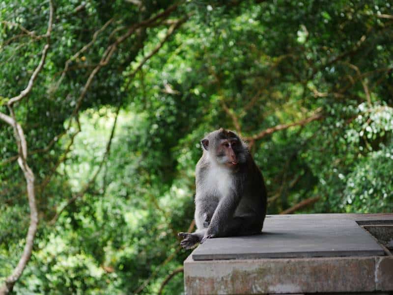 Monkey Sanctuary Bali