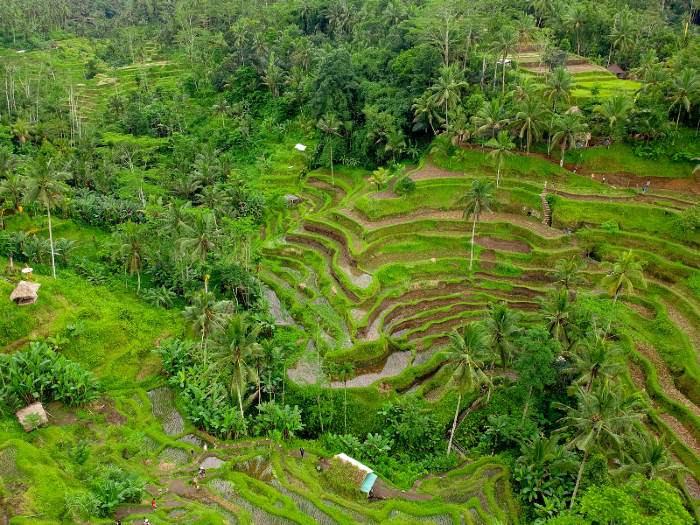 Tegallalang Rice Terrace