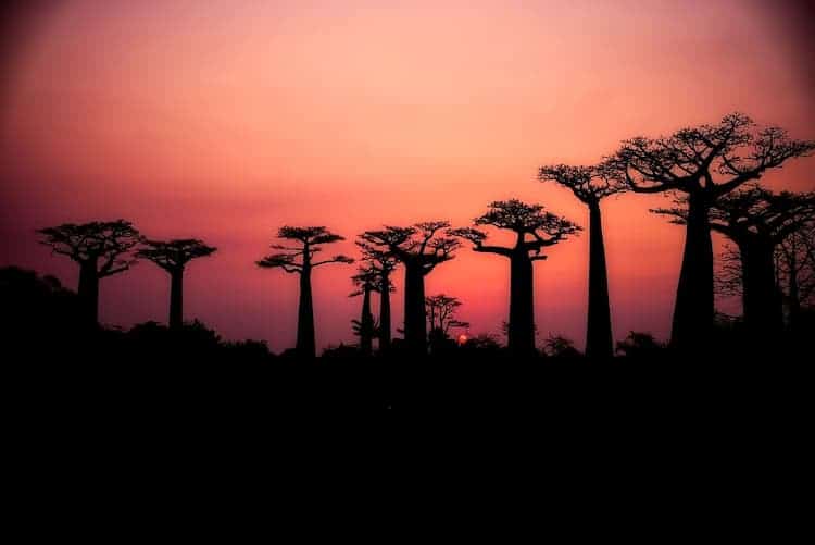 the avenue of baobabs
