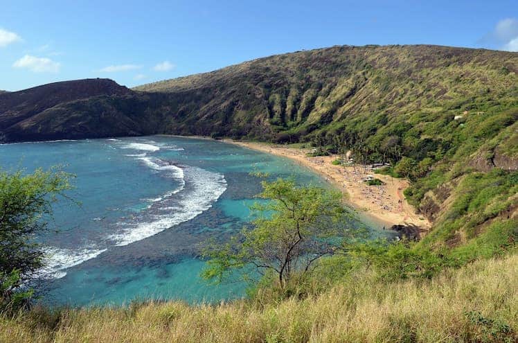 Is It Legal To Own Snakes As Pets In Hawaii?
