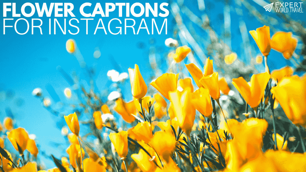 Flower Captions For Instagram ⋆ Expert World Travel