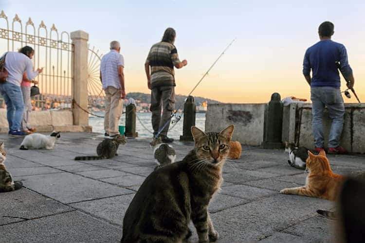 istanbul stray cats