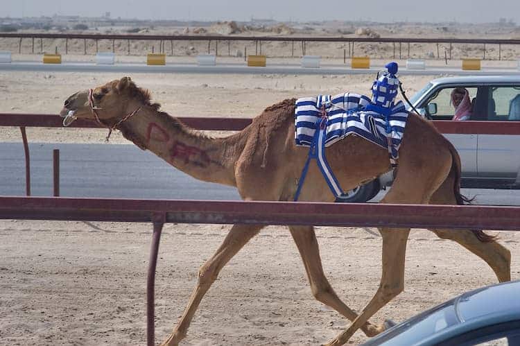 camel racing
