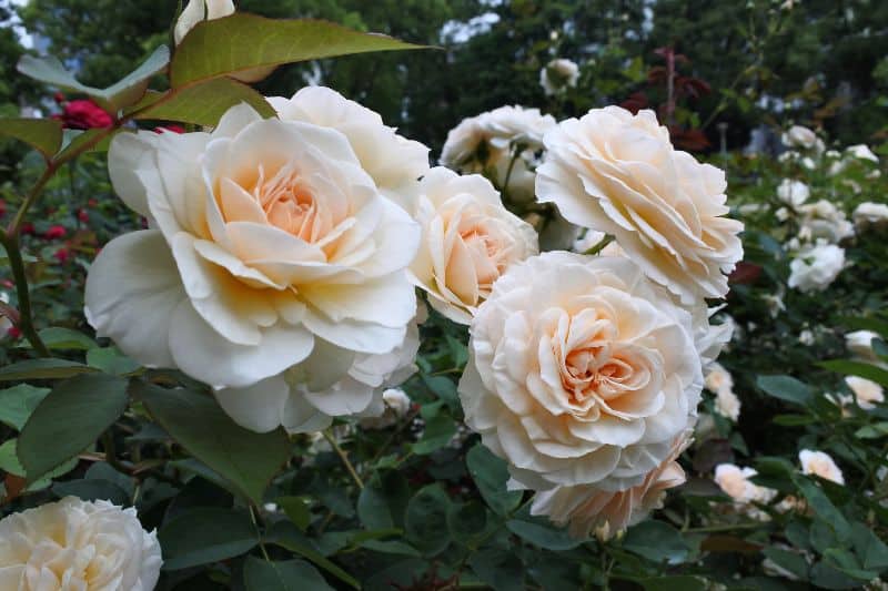 Rose Garden Osaka