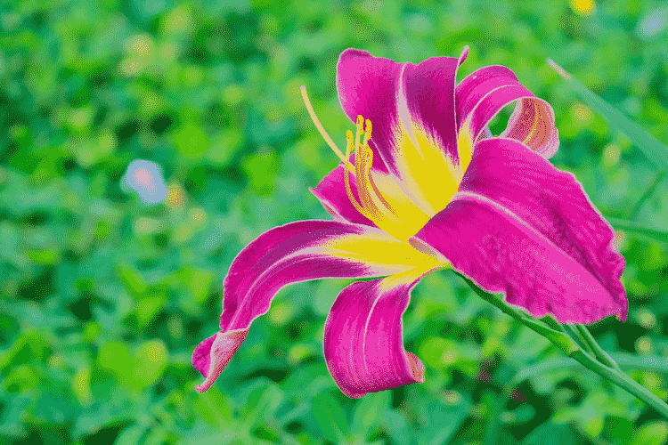 Beautiful Flowers