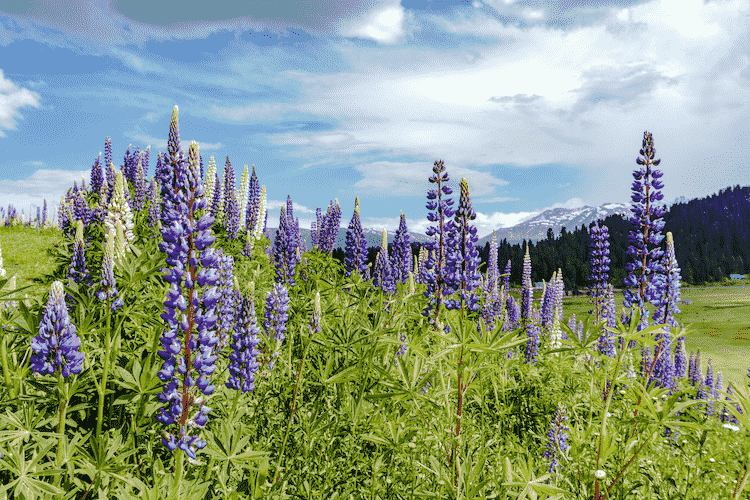 Inspirational Spring Captions