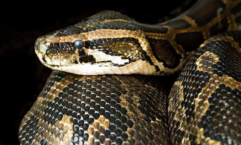 Boa Constrictor