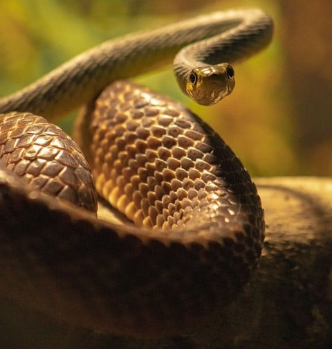 Brown Tree Snake