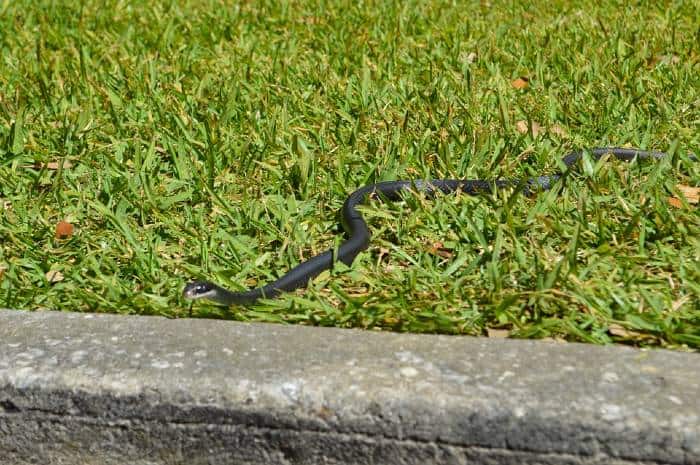 Southern Black Racer
