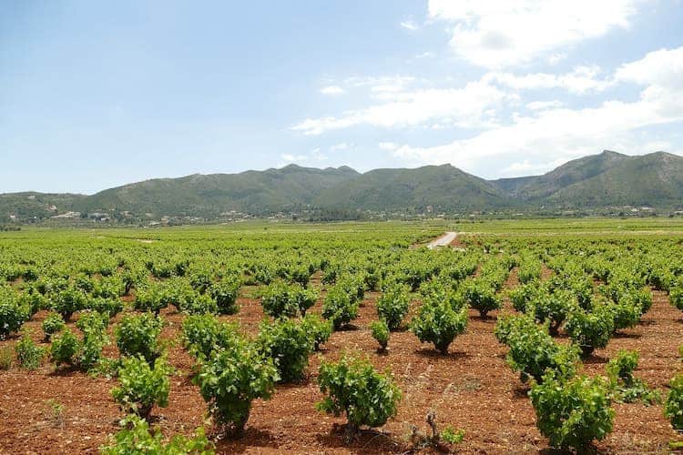 Best Wine Regions In Spain ⋆ Expert World Travel