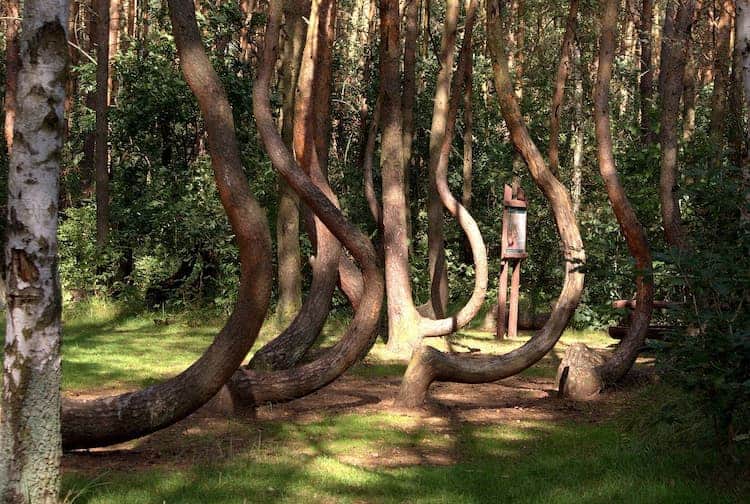 Crooked Forest, Gryfino