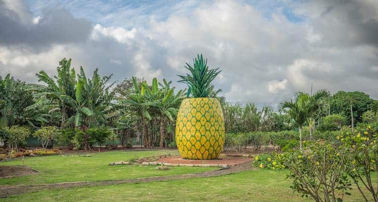 dole plantation