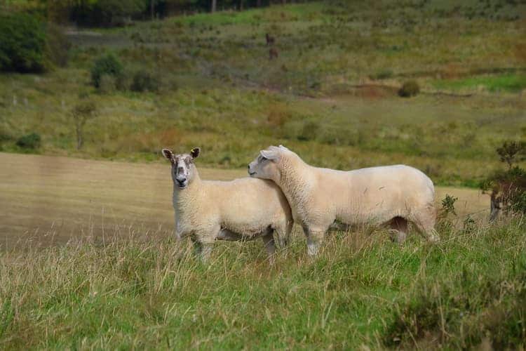 Welsh Lamb