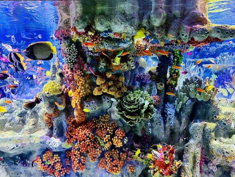 New England Aquarium