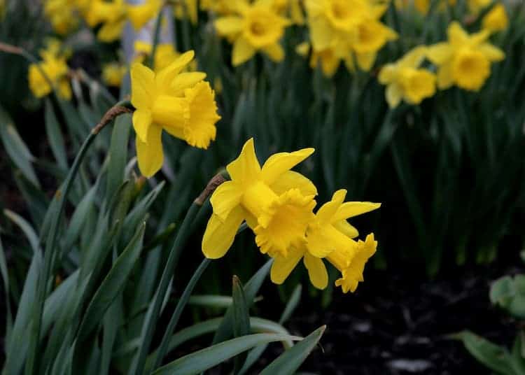 daffodils