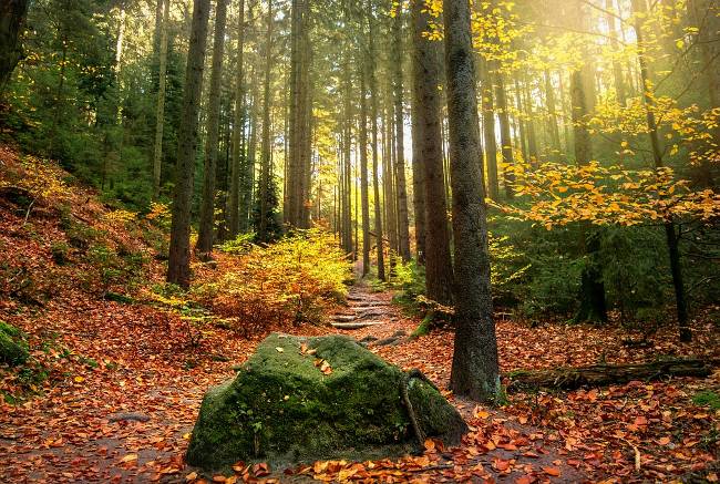 Switzerland Autumn Forest