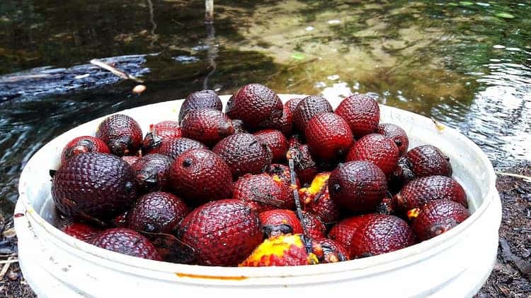 buriti