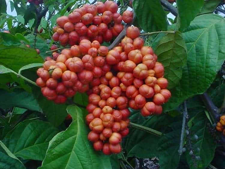 guarana