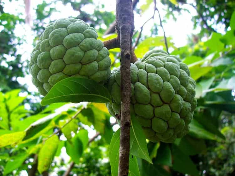sugar apple