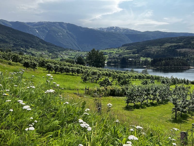 View from Ulvik Fruit & Cider Route