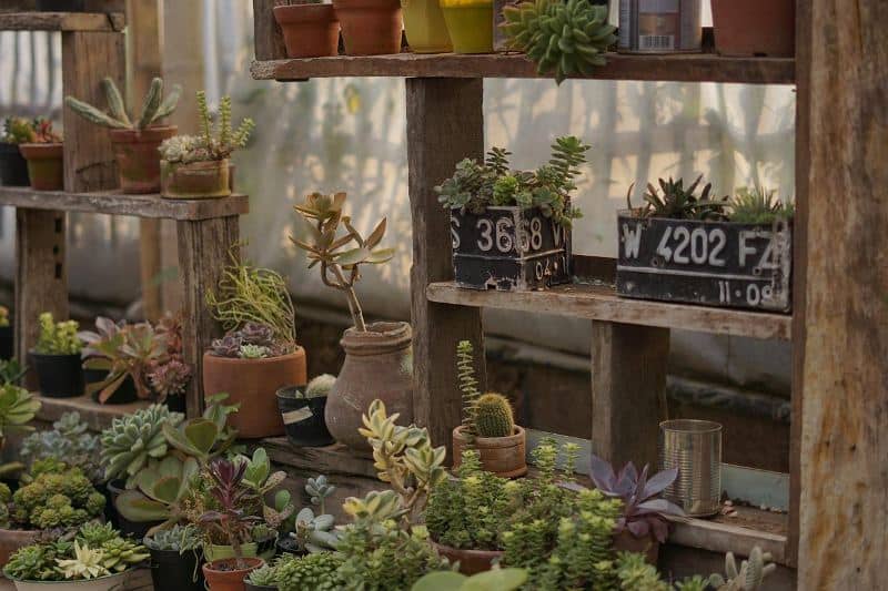 Plants