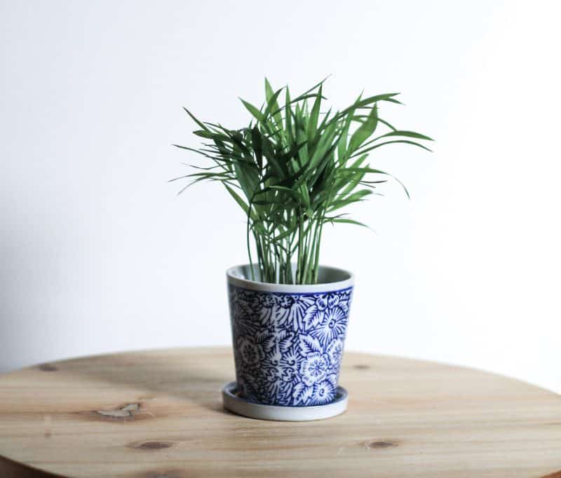 Potted Plant