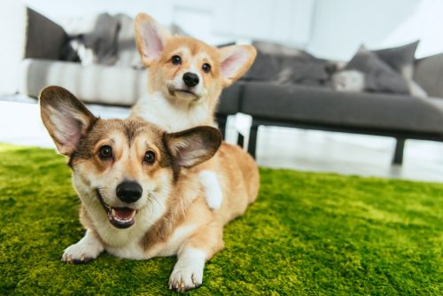 House sitting with animals