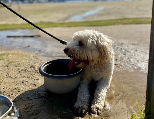 House sitting australia 2023 - trusted house sitters